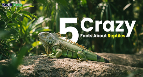 5 Crazy Facts About Reptiles