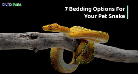 7 Bedding Options For Your Pet Snake