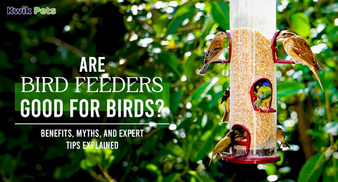 Are Bird Feeders Good for Birds? Benefits, Myths, and Expert Tips Explained