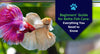 Beginners’ Guide for Betta Fish Care: Everything You Need to Know