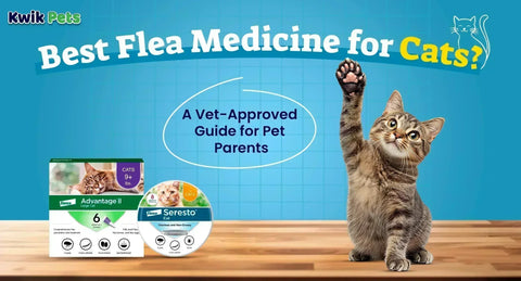 Best Flea Medicine for Cats? A Vet-Approved Guide for Pet Parents