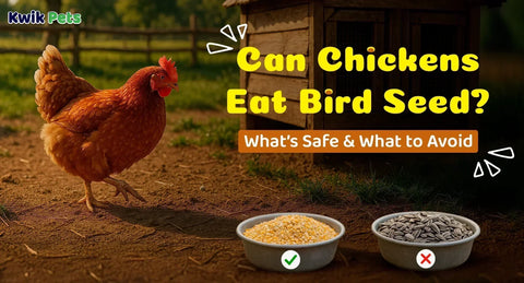 Can Chickens Eat Bird Seed? What’s Safe and What to Avoid