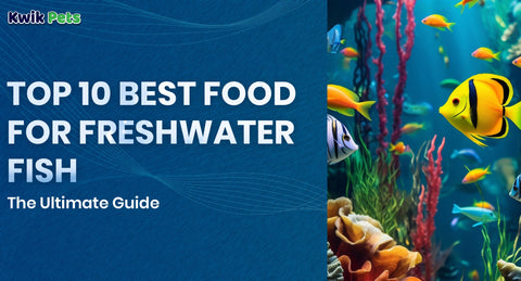 Top 10 Best Food for Freshwater Fish: The Ultimate Guide