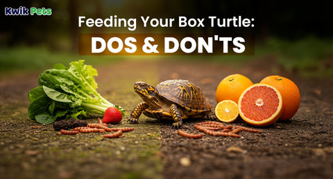 Feeding Your Box Turtle: Dos and Don'ts