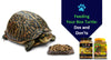 Feeding Your Box Turtle: Dos and Don'ts