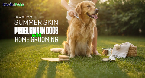 How to Treat Summer Skin Problems in Dogs with Home Grooming