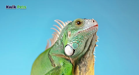 How To Take Care Of Geckos