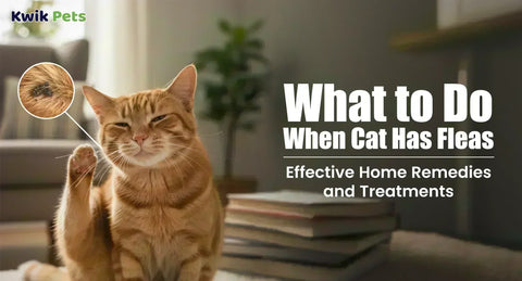 What to Do When Cat Has Fleas: Effective Home Remedies and Treatments